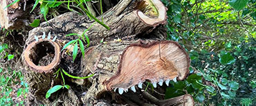 Barn Owl at Great Farm